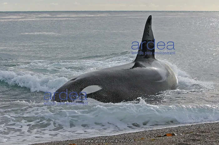 : Orca / Killer Whale : Orca / Killer Whale