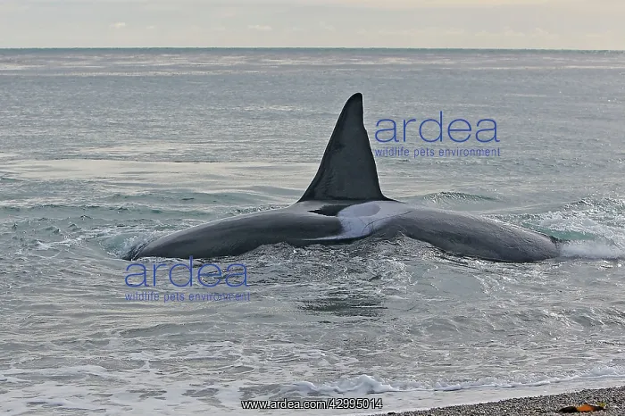 : Orca / Killer Whale : Orca / Killer Whale