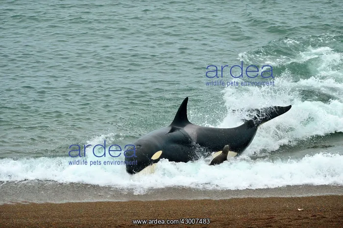  : Orca  /  Killer Whale