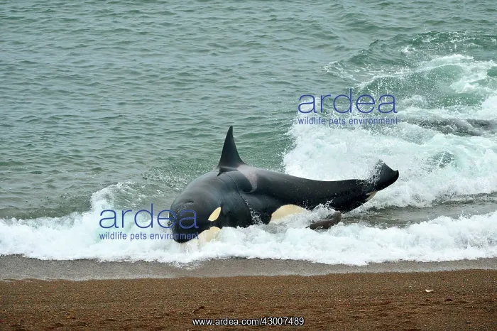 : Orca / Killer Whale : Orca / Killer Whale