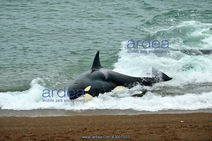 : Orca / Killer Whale : Orca / Killer Whale