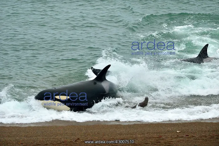  : Orca  /  Killer Whale
