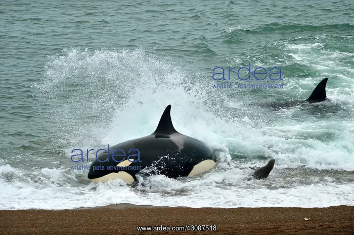 : Orca / Killer Whale : Orca / Killer Whale