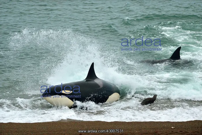  : Orca  /  Killer Whale