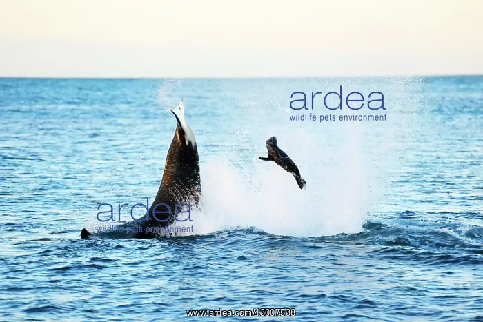 : Orca / Killer Whale : Orca / Killer Whale