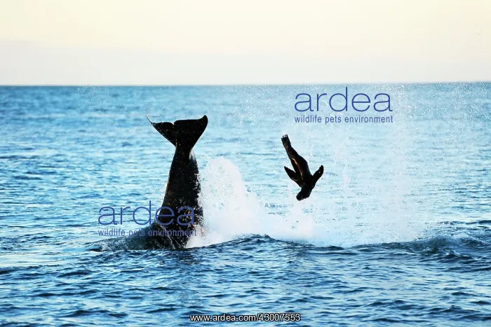 : Orca / Killer Whale : Orca / Killer Whale