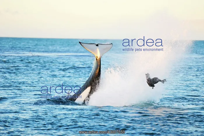  : Orca  /  Killer Whale