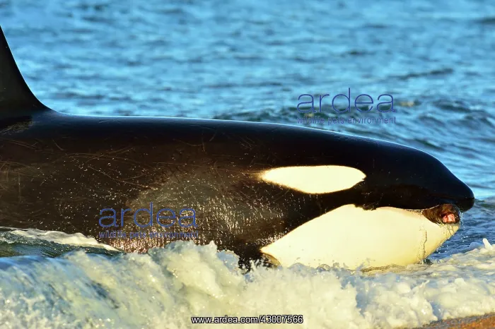 : Orca / Killer Whale : Orca / Killer Whale