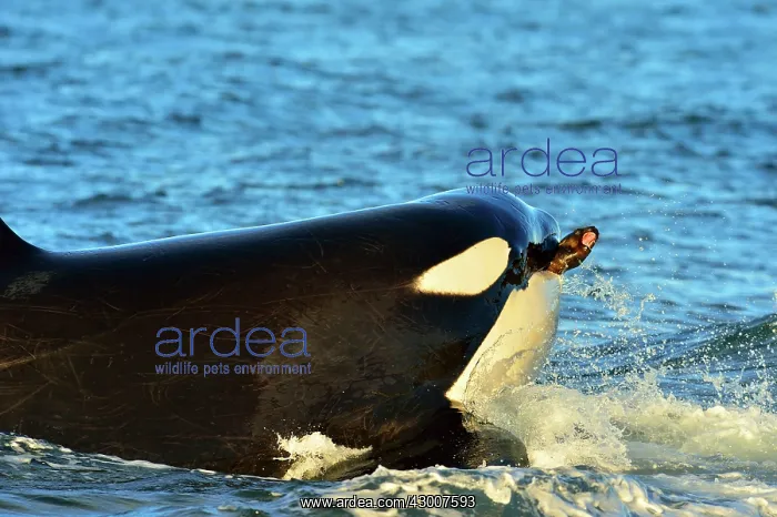  : Orca  /  Killer Whale