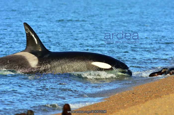 : Orca / Killer Whale : Orca / Killer Whale