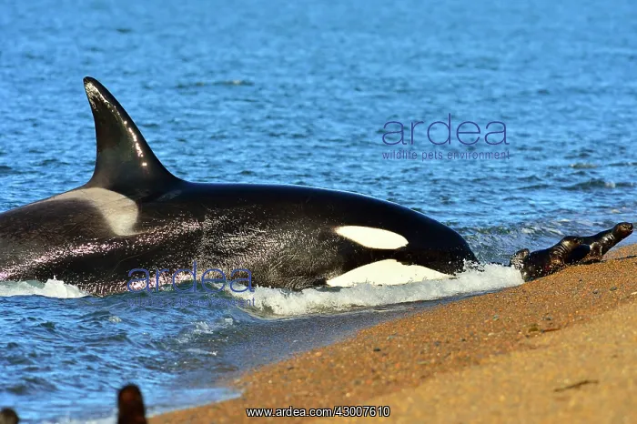 : Orca / Killer Whale : Orca / Killer Whale