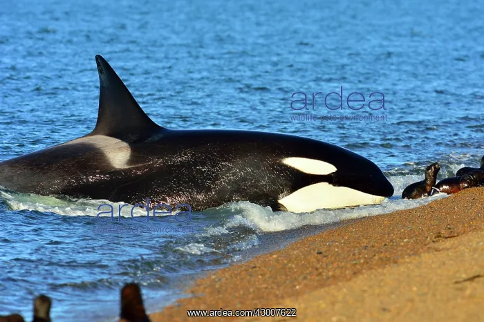 : Orca / Killer Whale : Orca / Killer Whale
