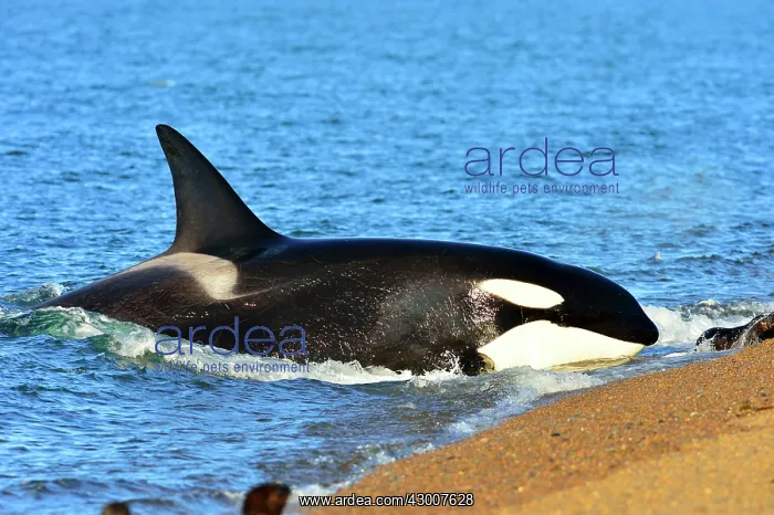 : Orca / Killer Whale : Orca / Killer Whale