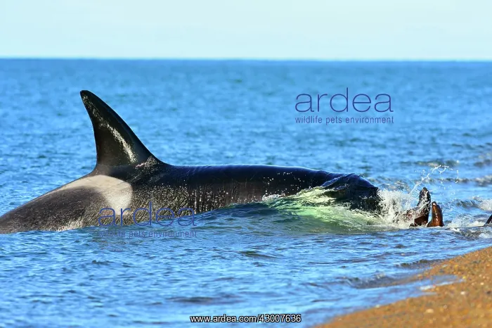: Orca / Killer Whale : Orca / Killer Whale