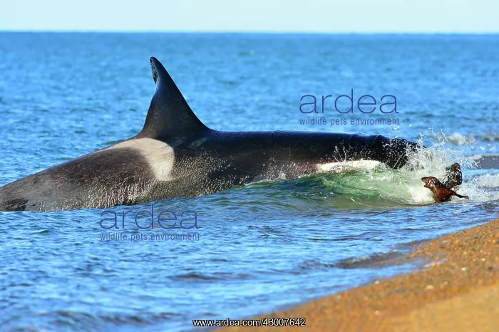 : Orca / Killer Whale : Orca / Killer Whale