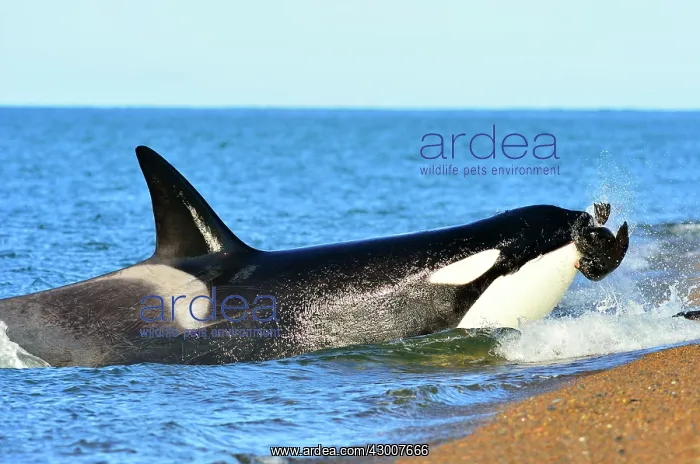 : Orca / Killer Whale : Orca / Killer Whale