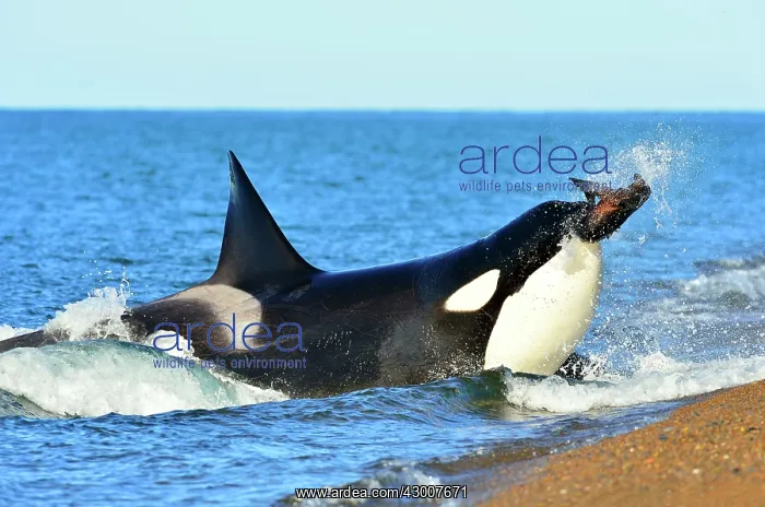 : Orca / Killer Whale : Orca / Killer Whale