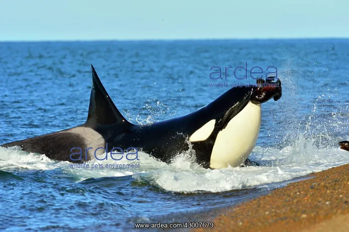 : Orca / Killer Whale : Orca / Killer Whale
