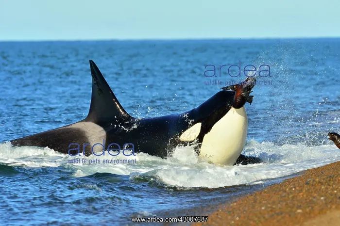 : Orca / Killer Whale : Orca / Killer Whale