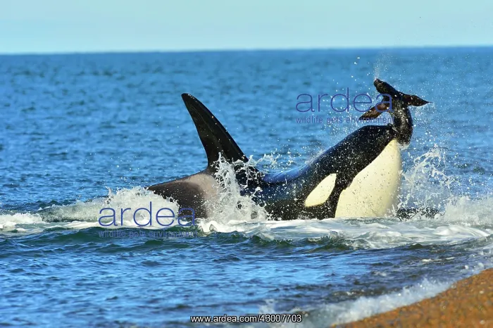 : Orca / Killer Whale : Orca / Killer Whale