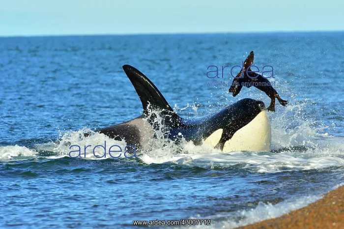 : Orca / Killer Whale : Orca / Killer Whale