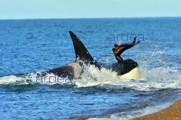 : Orca / Killer Whale : Orca / Killer Whale