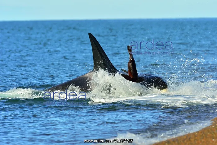 : Orca / Killer Whale : Orca / Killer Whale