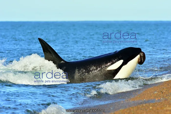 : Orca / Killer Whale : Orca / Killer Whale