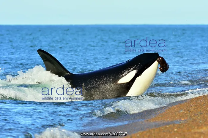 : Orca / Killer Whale : Orca / Killer Whale