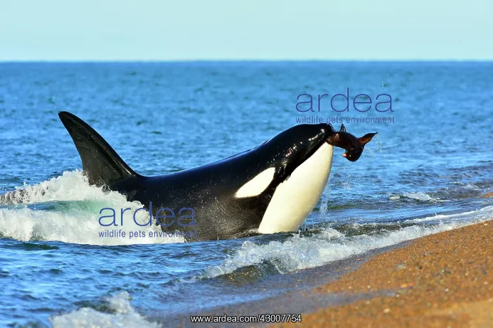 : Orca / Killer Whale : Orca / Killer Whale