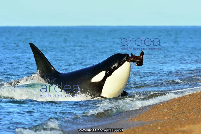 : Orca / Killer Whale : Orca / Killer Whale