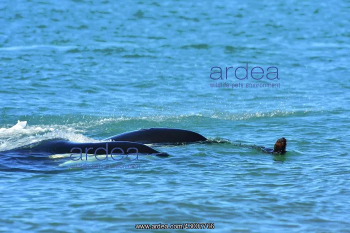 : Orca / Killer Whale : Orca / Killer Whale