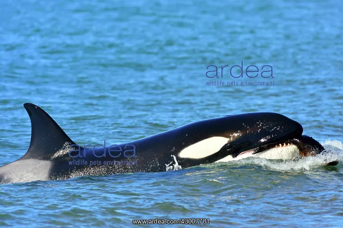 : Orca / Killer Whale : Orca / Killer Whale
