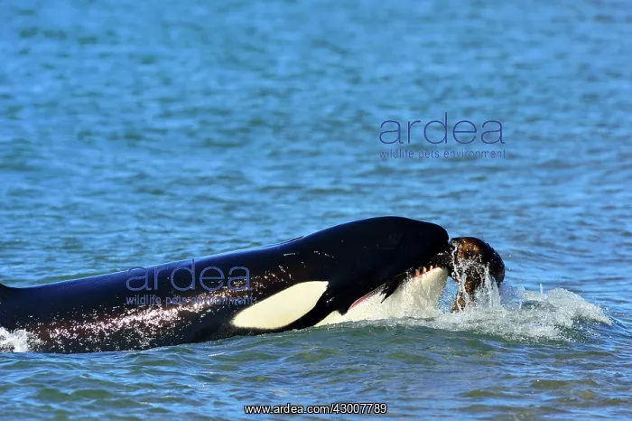 : Orca / Killer Whale : Orca / Killer Whale