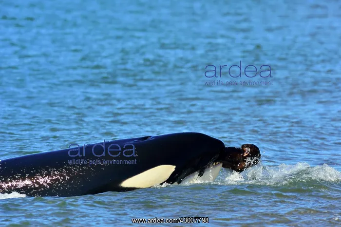 : Orca / Killer Whale : Orca / Killer Whale