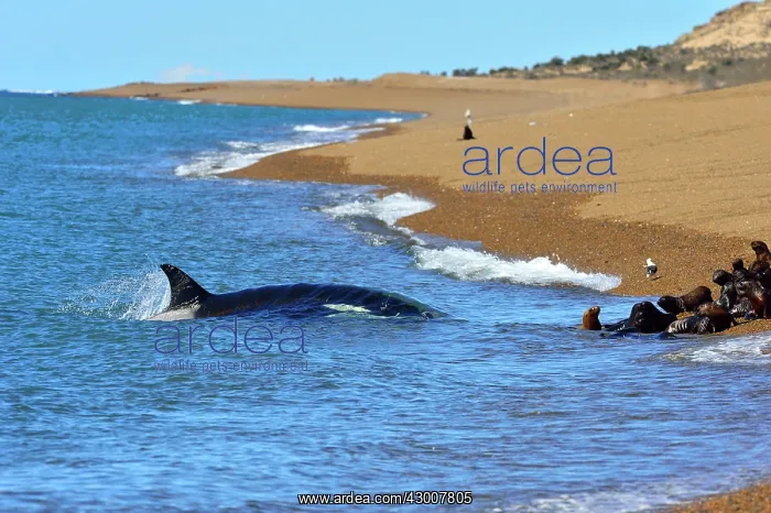 : Orca / Killer Whale : Orca / Killer Whale