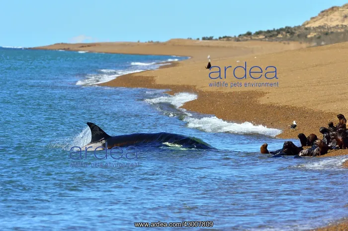: Orca / Killer Whale : Orca / Killer Whale