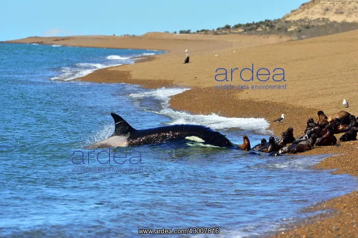 : Orca / Killer Whale : Orca / Killer Whale