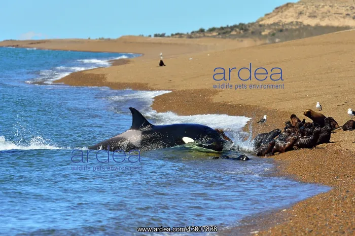 : Orca / Killer Whale : Orca / Killer Whale