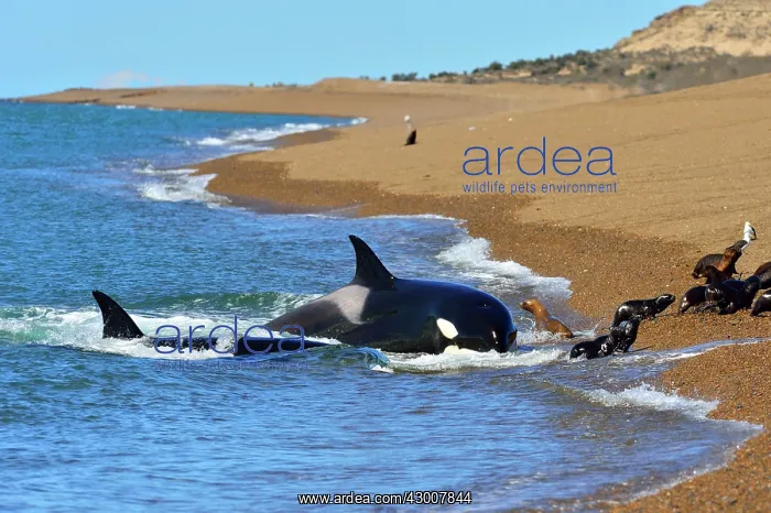 : Orca / Killer Whale : Orca / Killer Whale