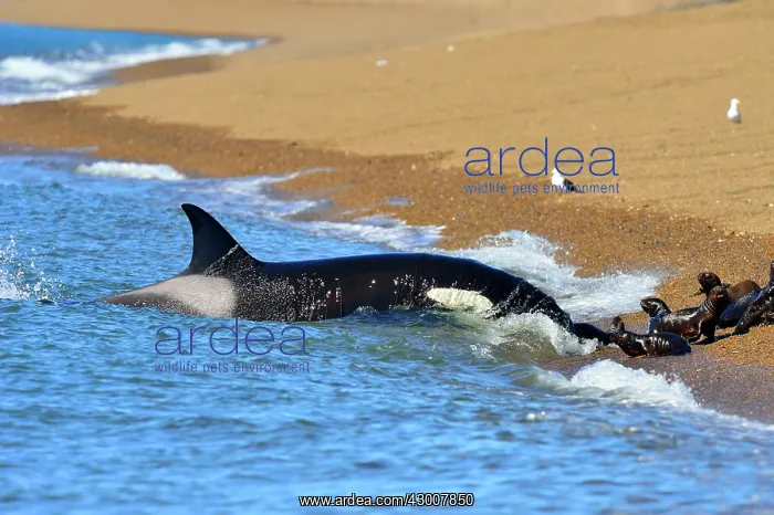 : Orca / Killer Whale : Orca / Killer Whale