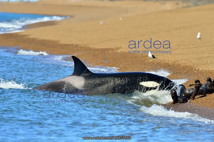 : Orca / Killer Whale : Orca / Killer Whale