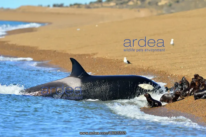  : Orca  /  Killer Whale