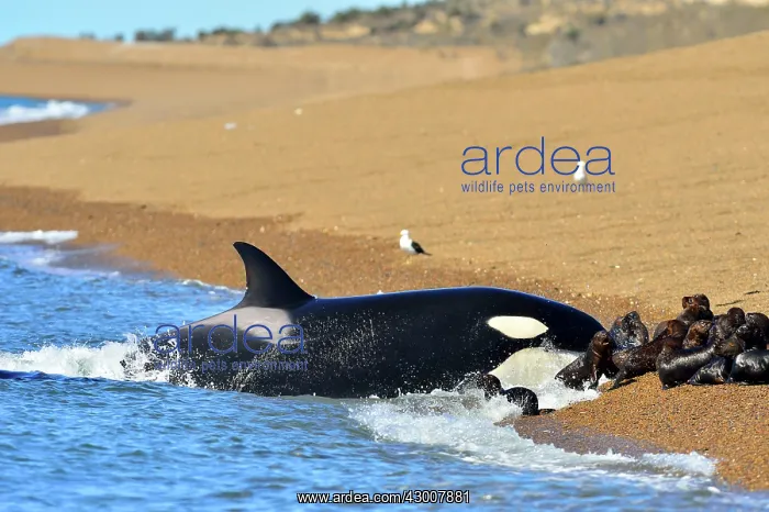 : Orca / Killer Whale : Orca / Killer Whale