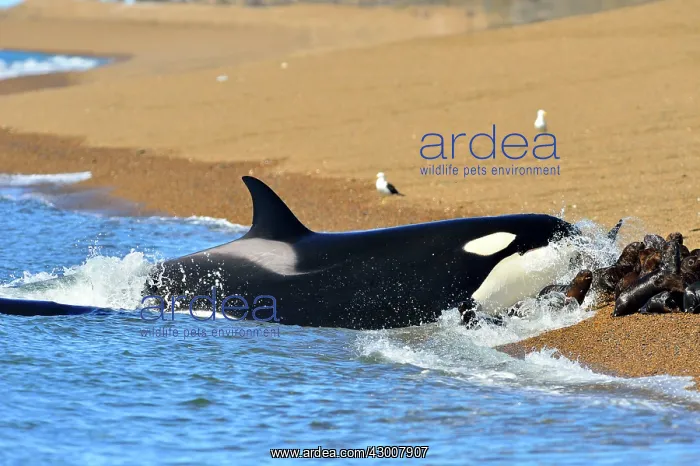: Orca / Killer Whale : Orca / Killer Whale