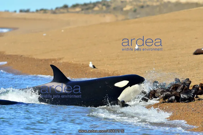 : Orca / Killer Whale : Orca / Killer Whale