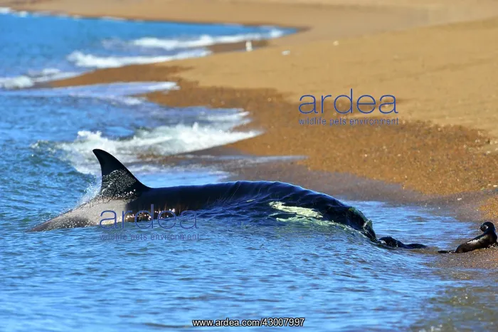 : Orca / Killer Whale : Orca / Killer Whale