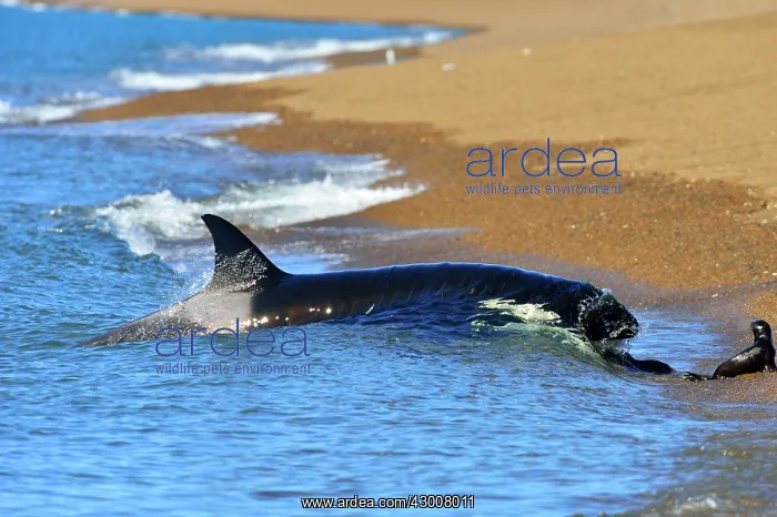 : Orca / Killer Whale : Orca / Killer Whale