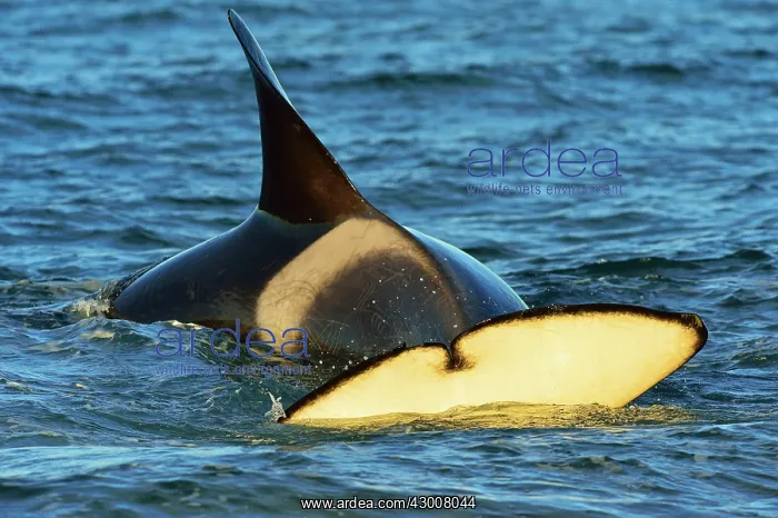 : Orca / Killer Whale : Orca / Killer Whale