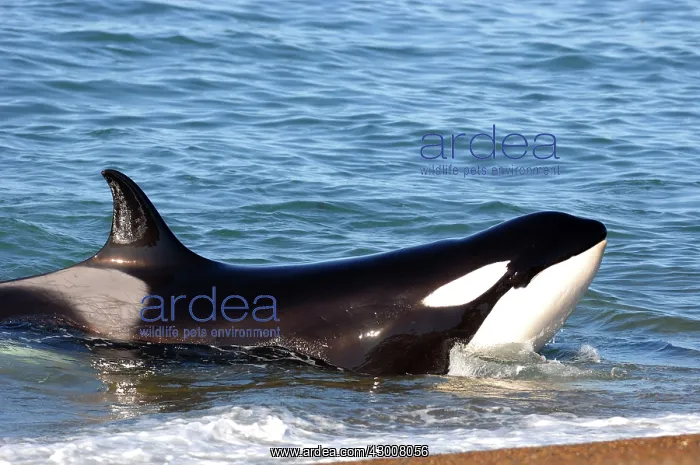 : Orca / Killer Whale : Orca / Killer Whale